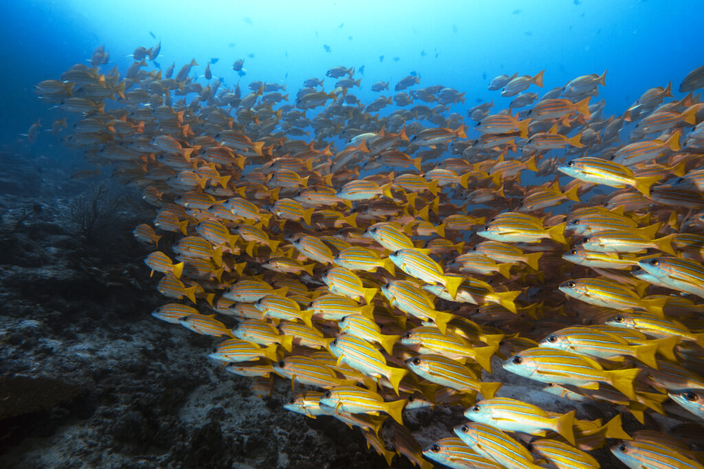 SSIF_Marine Life04