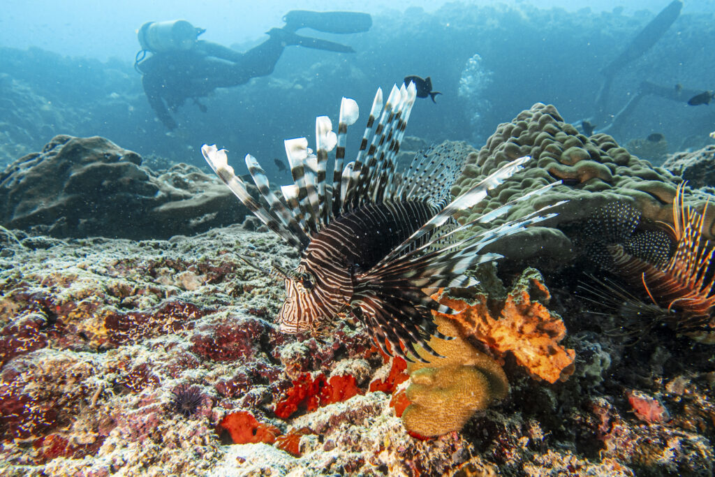 SSIF_Marine Life06
